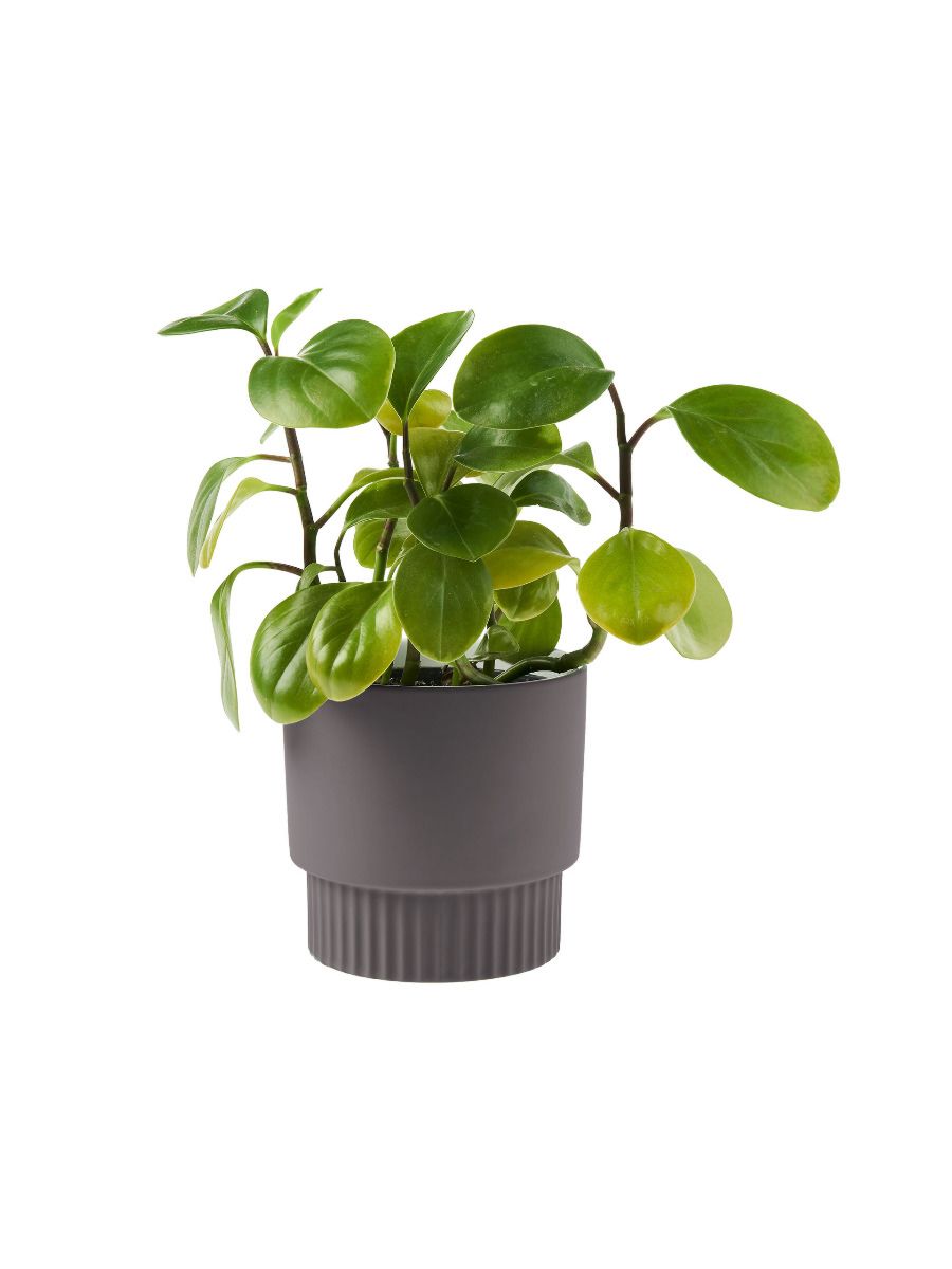 Rivera Violet Planter Pot 13cm