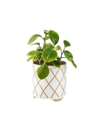 Estrada White Planter Pot 12cm