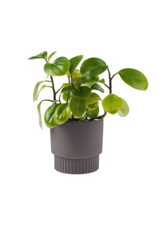 Rivera Violet Planter Pot 13cm