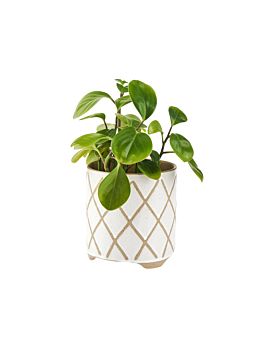Estrada White Planter Pot 12cm