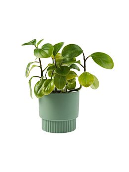 Rivera Green Planter Pot 13cm